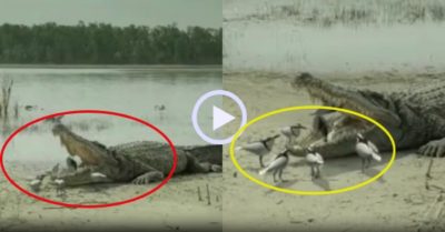 Video: Đàn chim tăm miệt mài xỉa răng cho cá sấu