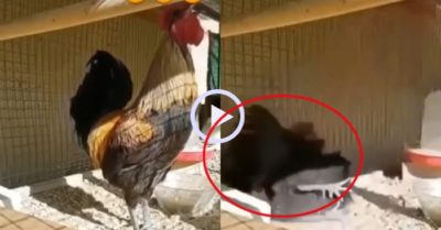 Video: Gà trống ngã chổng vó vì cố gáy dài