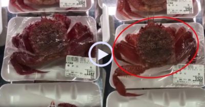 Video: Cua tỉnh dậy, phá vỡ màng bọc trên gian hàng siêu thị