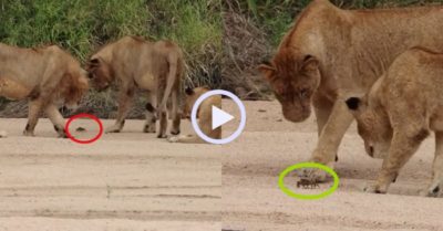Video: Đàn sư tử bối rối vì một con cua