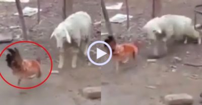 Video: Gà trống lãnh đủ khi tấn công cừu