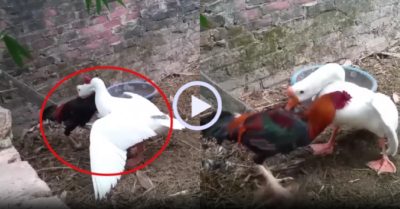 Video: Ngỗng tháo chạy khi bị gà trống tung ‘vô ảnh cước’