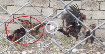 Video: Chim ưng no đòn vì vào chuồng gà trống kiếm ăn