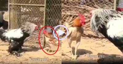 Video: Trận chiến không tưởng giữa gà trống với đối thủ khổng lồ