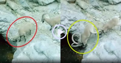 Video: Dê núi choáng váng vì bị đồng loại lén đẩy xuống hồ