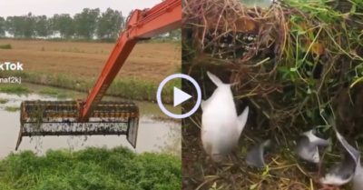 Video: Bắt hàng chục con cá trên sông bằng máy xúc