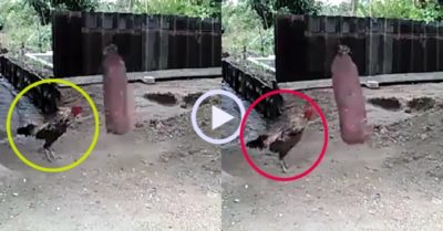 Video: Chú gà chọi gây choáng với màn đá bao cát như võ sĩ tập boxing