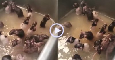 Video: Đàn chuột tắm gội trong bồn rửa bát khiến người xem rùng mình