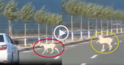 Video: Dê trêu ngươi tài xế khi qua đường