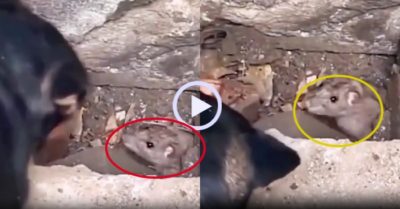 Video: Chú chó nổi đoá vì bị chuột trêu ngươi