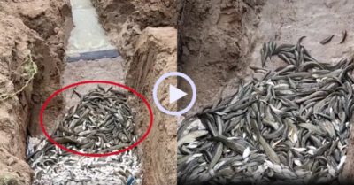 Video: Thủ thuật bắt hàng trăm con cá đồng không tốn sức