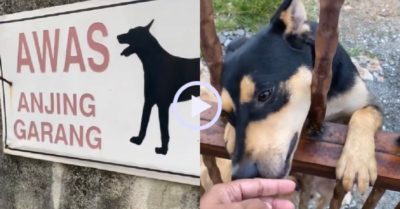 Video: Khách nữ bất ngờ vì được chó dữ chào đón
