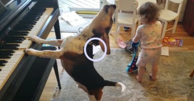 Video: Chú chó vừa chơi đàn vừa hát cho bé gái nhảy
