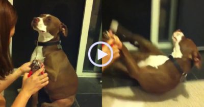 Video: Chó cưng giả vờ ngất xỉu để không bị cắt móng chân