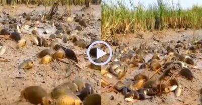 Video: Hốt trọn đàn cá rô mắc cạn trên đồng