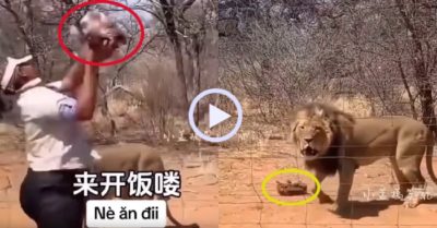 Video: Sư tử sang chấn tâm lý vì bị tảng thịt rơi trúng đầu