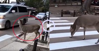 Video: Nai cúi đầu ‘cảm ơn’ tài xế ôtô khi được nhường đường