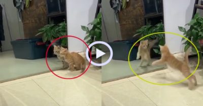 Video: Mèo con giật bắn mình khi thấy bóng mình trong gương