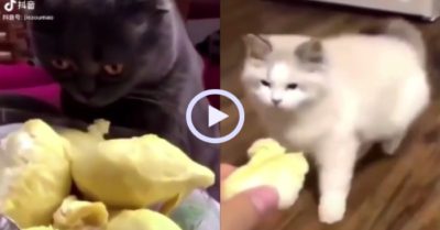 Video: Biểu cảm khó đỡ của mèo cưng khi ngửi mùi sầu riêng