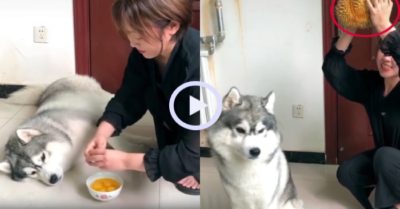 Video: Chú chó bật dậy khi thấy cô chủ cầm quả sầu riêng
