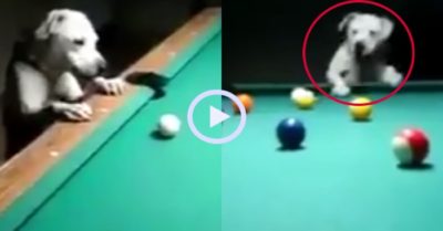 Video: Chú chó đánh bi-a như cơ thủ chuyên nghiệp