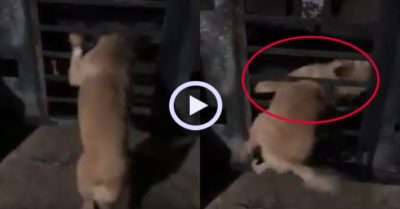 Video: Chủ nhà bất lực khi chó cưng chui rào bỏ nhà đi theo bạn