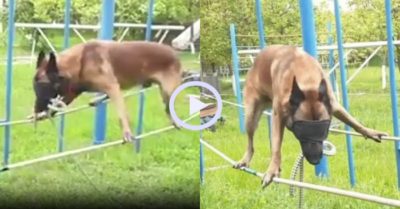 Video: Chó nghiệp vụ bịt mắt đi thăng bằng trên dây