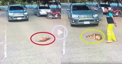 Video: Chú chó nằm ‘ăn vạ’ cản đường ôtô