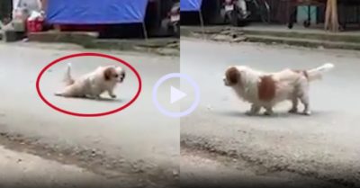Video: Chó giả vờ tàn tật bò lê lết giữa đường