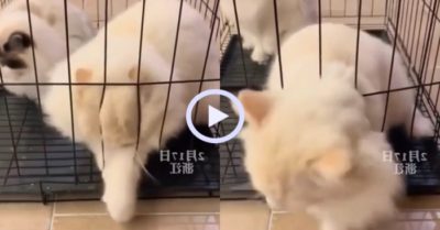 Video: Chú mèo trắng thoát thân ngoạn mục qua thanh chắn hẹp