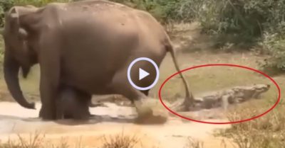 Video: Voi mẹ cướp chỗ cá sấu làm ‘bể bơi’