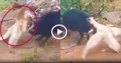 Video: Cuộc chiến không hồi kết giữa ngỗng và dê
