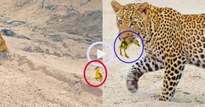 Video: Ngỗng con giả chết biến báo hoa mai thành trò cười