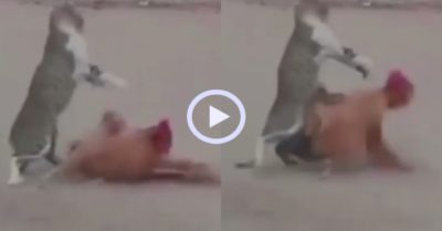 Video: Mèo no đòn vì ‘tỉ thí võ công’ với gà trống