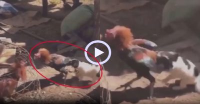 Video: Cún con kéo đuôi gà trống để ngăn chúng đánh nhau