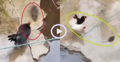 Video: Gà trống giải cứu gà mái khỏi chuột