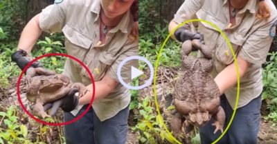 Video: Cóc mía khổng lồ nặng 2,7 kg