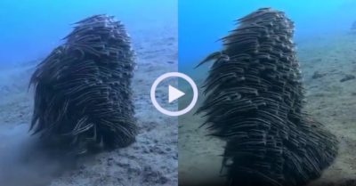 Video: Hàng trăm con cá trê lươn uyển chuyển dưới đáy biển