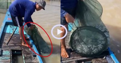 Video: Thăm bẫy dính cá linh đầy thuyền