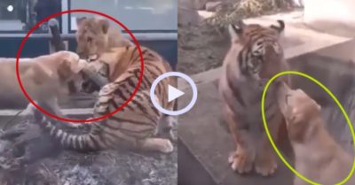 Video: Chó kéo tai để ngăn hổ đánh nhau với sư tử trong vườn thú