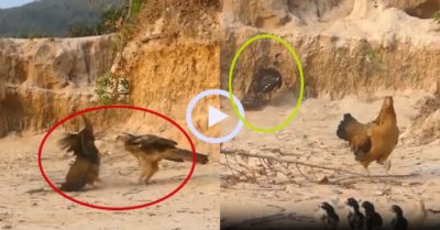 Video: Chim ưng te tua trước sự phản công của gà mái