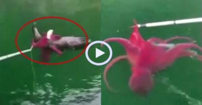 Video: Đại bàng thê thảm vì lao xuống nước bắt bạch tuộc khổng lồ