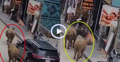 Video: Hai con trâu băn khoăn trước tiệm massage
