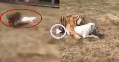 Video: Hổ ‘massage’ cho chó nhà