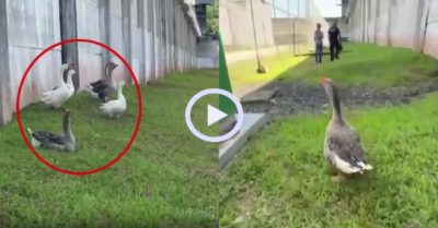 Video: Ngỗng canh gác nhà tù thay cho chó nghiệp vụ