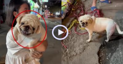 Video: Chú chó hổ báo bỗng hóa khờ khi xa vòng cô gái