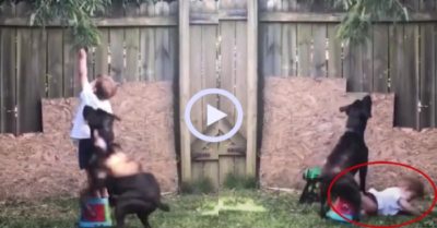 Video: Chú chó tài lanh báo hại cậu chủ ngã sấp mặt
