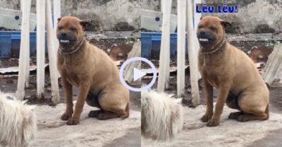 Video: Chú chó lè lưỡi lêu lêu đồng bọn tham ăn