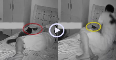 Video: Cậu chủ hoảng hồn khi mèo cưng tha cóc lên giường