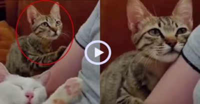 Video: Chú mèo buồn bã khi không được ông chủ cưng nựng